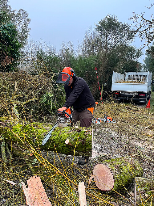 Abattage d'arbre 49