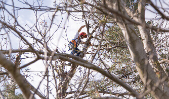 Élagage et taille d’arbres