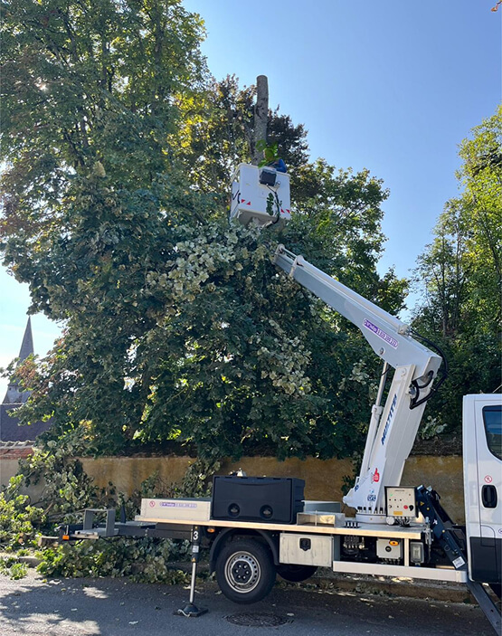 élagage arbre en hauteur