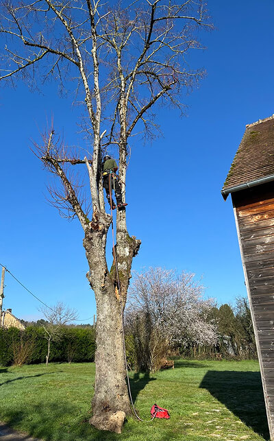Abattage d'arbre 49
