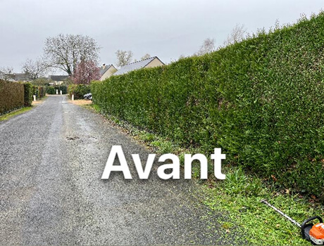 taille haie avant