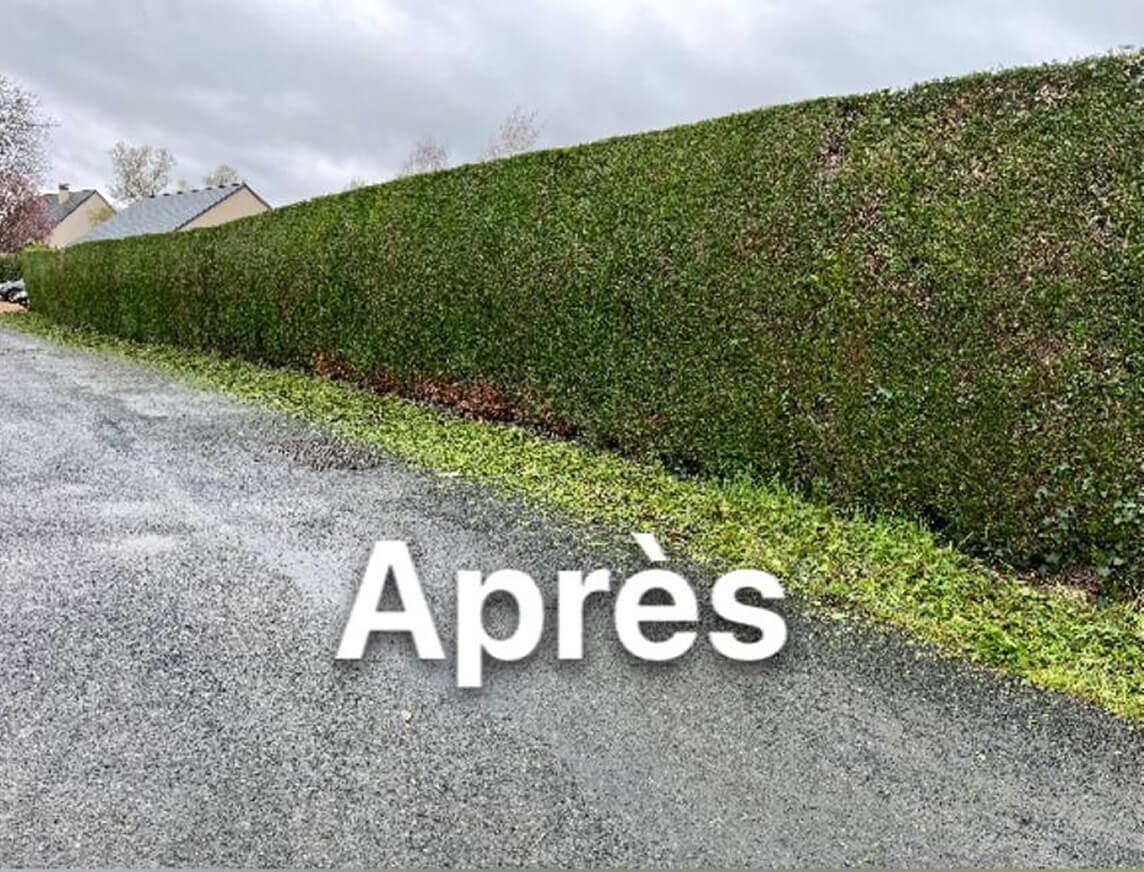 taille haie après