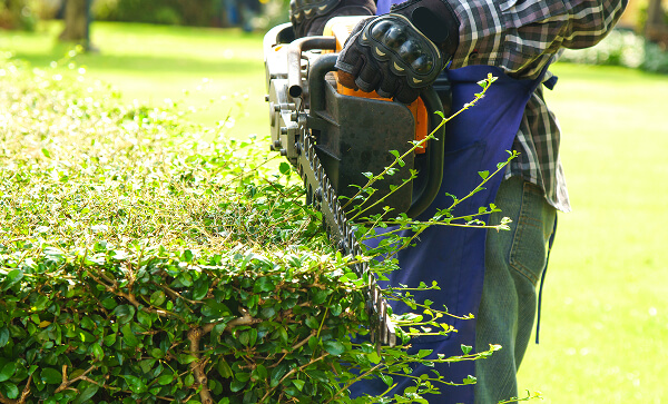 élagage arbre en hauteur Noyant